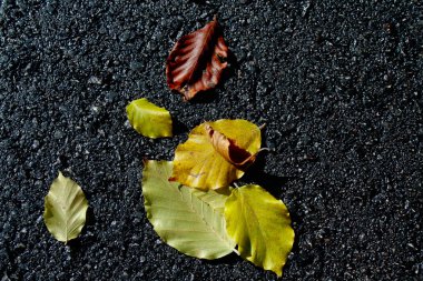 Sonbahar Yaprakları 