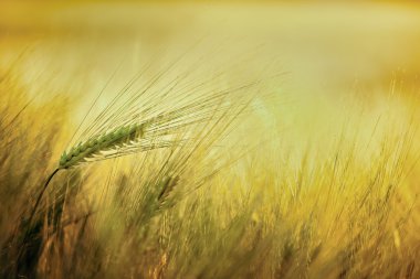 Golden wheat dream