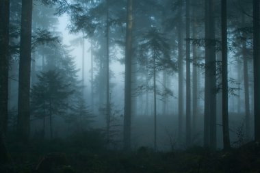 Magic morning spruce forest