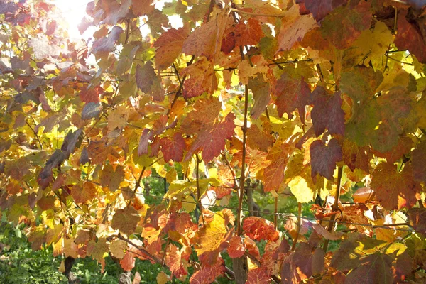 Autumn vineyard leaves — Stock Photo, Image