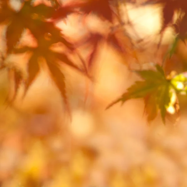 Herbstblätter mit sehr flachem Fokus — Stockfoto