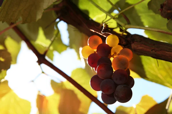 Autumn wine grape — ストック写真