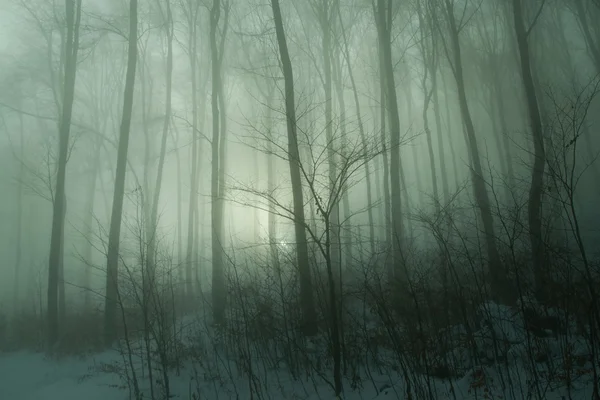 Magic afternoon beech forest — 图库照片