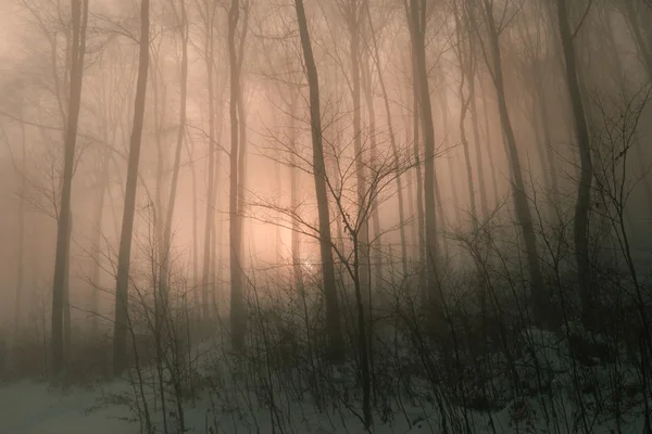 Magisk dimmig skog — Stockfoto