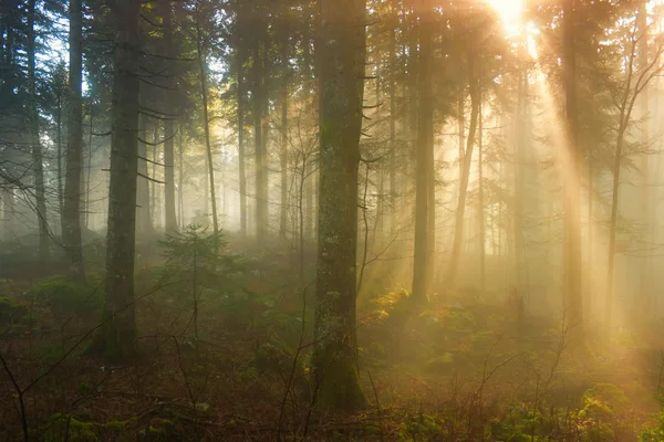 Autumn morning in the foggy forest — Stockfoto