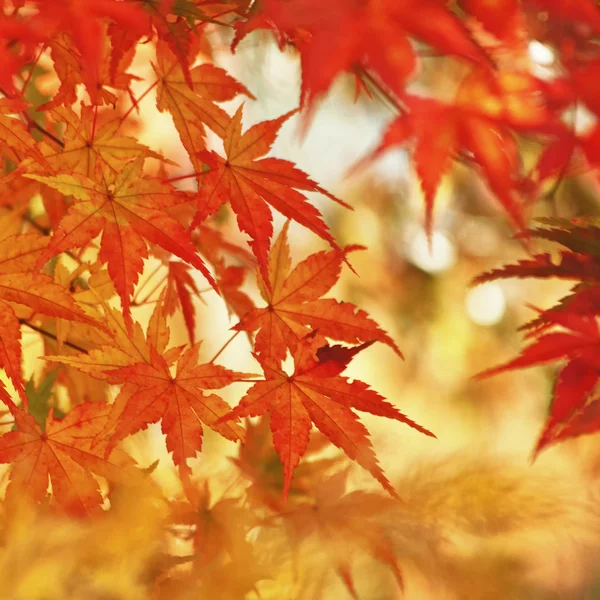 Red autumn maple leaves — Stock Photo, Image