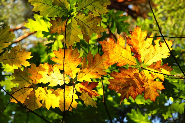Colorful maple autumn leaves — Stock Photo, Image