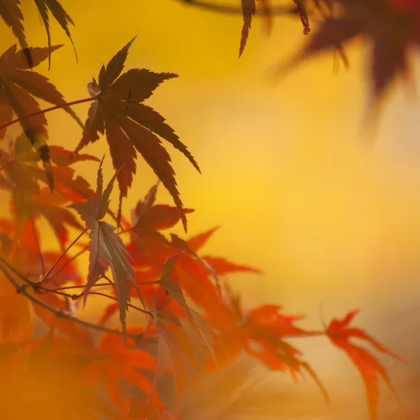 Hojas borrosas de otoño — Foto de Stock