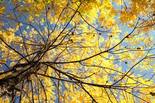 Herbstbaum — Stockfoto