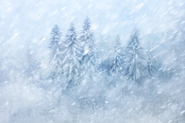 白雪皑皑的冬季森林场景 免版税图库照片
