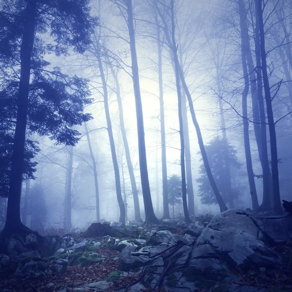 Mystic blue color fantasy forest — Stockfoto