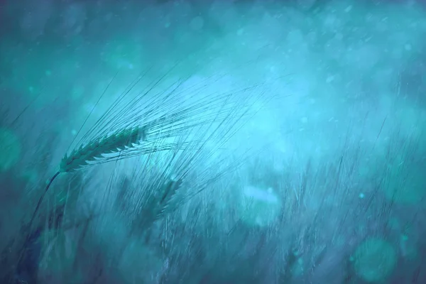 Countryside rainy wheat field fantasy background 图库照片