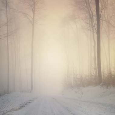 Magic beech winter forest