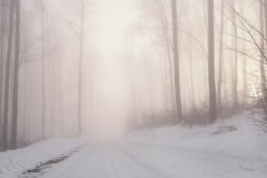 Winter forest fairytale