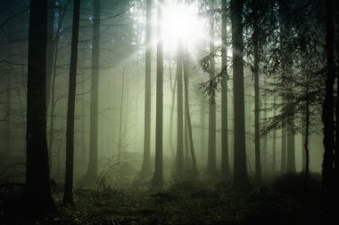 Foggy forest with sun light