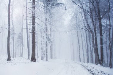 Snowy orman yolu