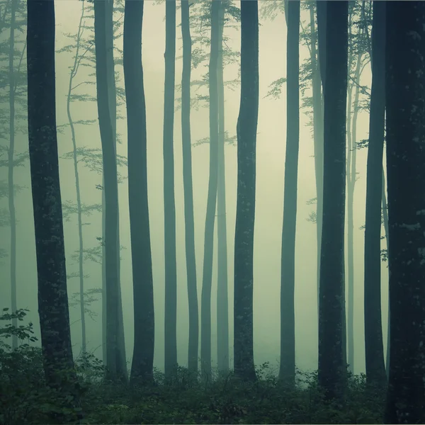 Mystic foggy beech forest — Zdjęcie stockowe