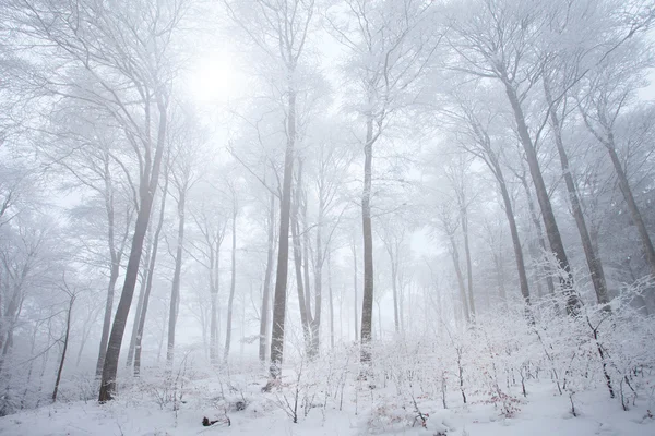 Snow in the winter forest — Stock Photo, Image