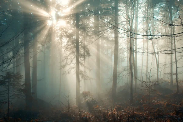 Bosque mágico diciembre — Foto de Stock