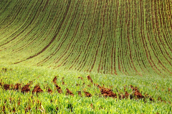 Agricultura solo fértil — Fotografia de Stock