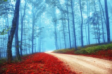 Mysterious colorful forest