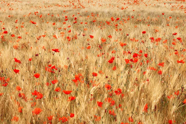 Ladang gandum emas dengan bunga poppy — Stok Foto