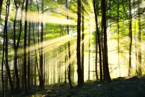 Magic sunny morning forest — ストック写真