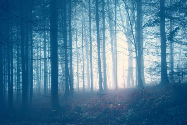 Spooky vintage color forest — Stockfoto