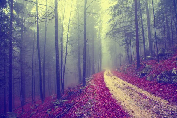 Vintage forest road — Stok fotoğraf