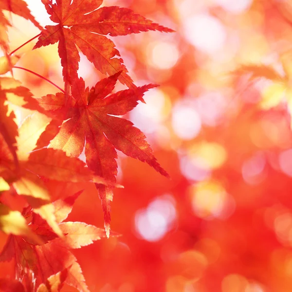 Red autumn leaves — Stock Photo, Image