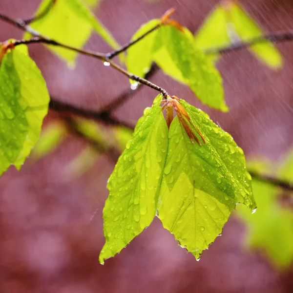 Folhas de primavera chuvosas — Fotografia de Stock