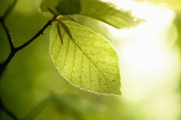 Blad med regndroppar — Stockfoto