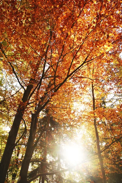 Herfst bos met zon — Stockfoto