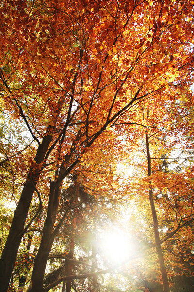 Autumn forest with sun