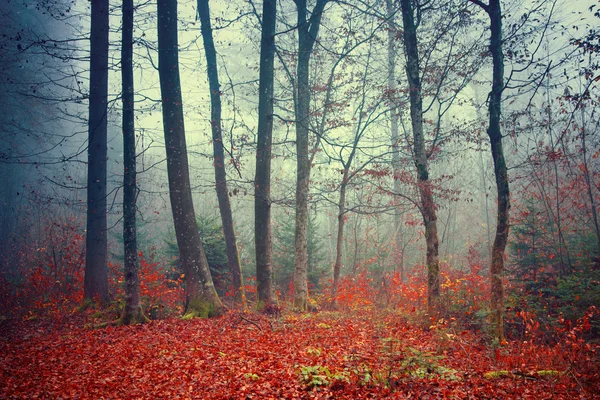 Farbenfroher verträumter Herbstwald — Stockfoto