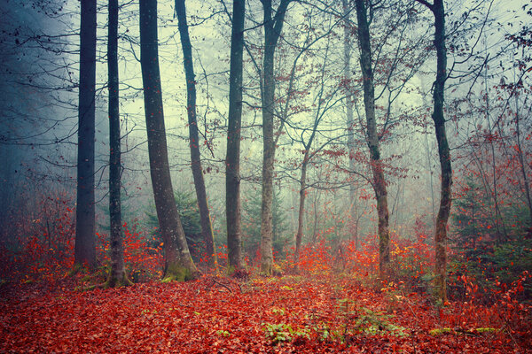 Colorful dreamy; foggy Autumn forest scene background.