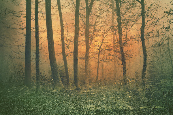Dreamy orange vintage color foggy forest tree scene background. Color filter effect used.