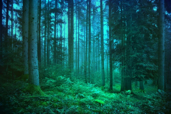 神秘的蓝色和绿色的森林 免版税图库照片