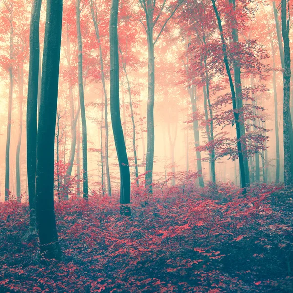 Forêt vintage rouge — Photo