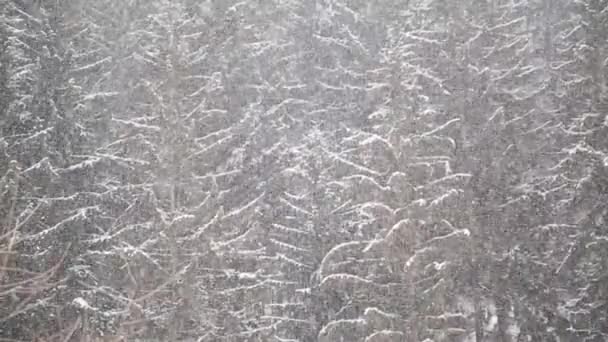 降雪与森林背景 — 图库视频影像