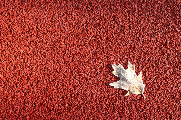 Frozen leaf on tartan floor