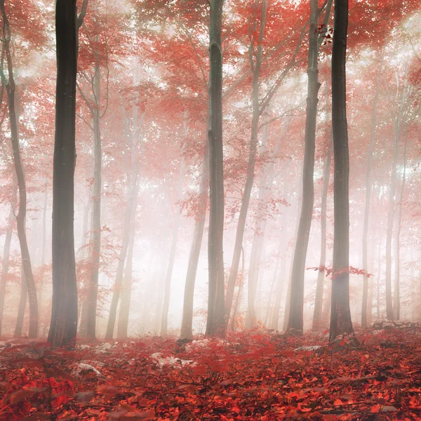 Piros fantasy-erdő — Stock Fotó