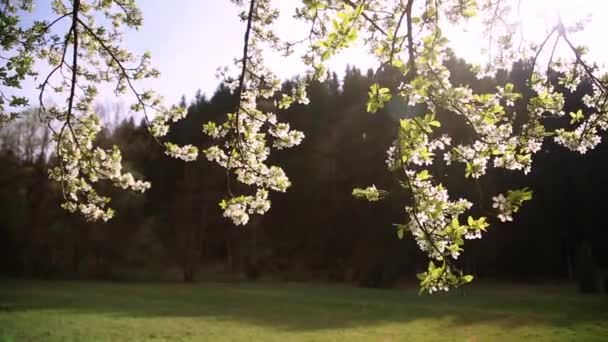 Frühlingsbaumblüte an windigem und sonnigem Tag — Stockvideo