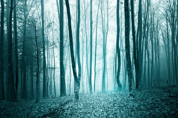 Turquesa de color mágico niebla bosque fondo — Foto de Stock