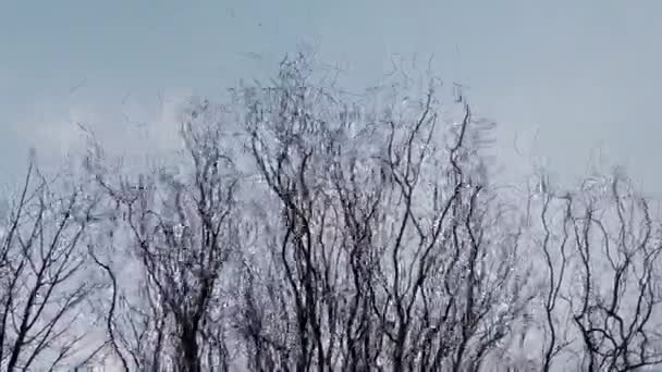 風が木の枝の背景 — ストック動画