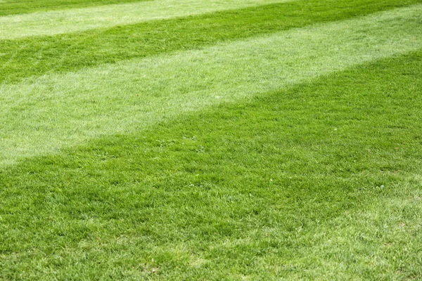 Zonnige groen gras achtergrond — Stockfoto