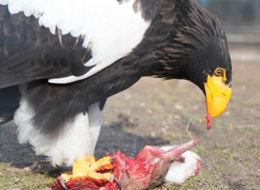 Tavşan yeme eagle portresi 