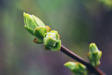 Yeşil tomurcukları bir ağaç dalı üzerinde Kapat