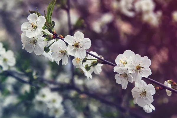 Flores de almendras, flores de primavera —  Fotos de Stock