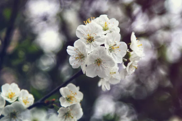 Flores de almendras, flores de primavera —  Fotos de Stock